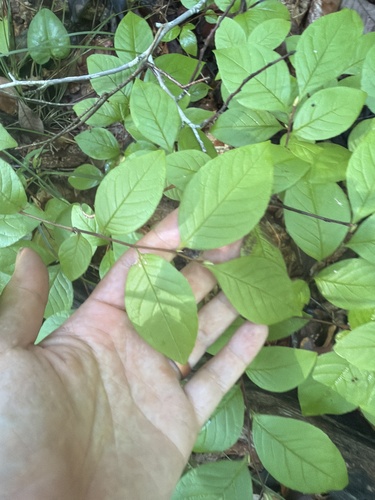 Stewartia malacodendron, photograph 6
