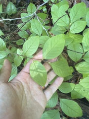 Stewartia malacodendron, photograph author not stated, no rights reserved
