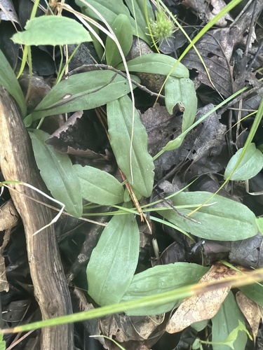 Ponthieva racemosa, photograph 6