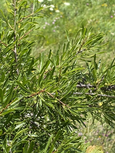 Rhamnus erythroxyloides, photograph 6