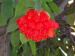 Brownea grandiceps