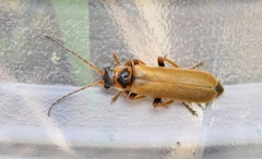 Cantharis figurata