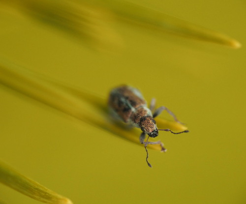 Pachyrhinus elegans, 2026-07-14