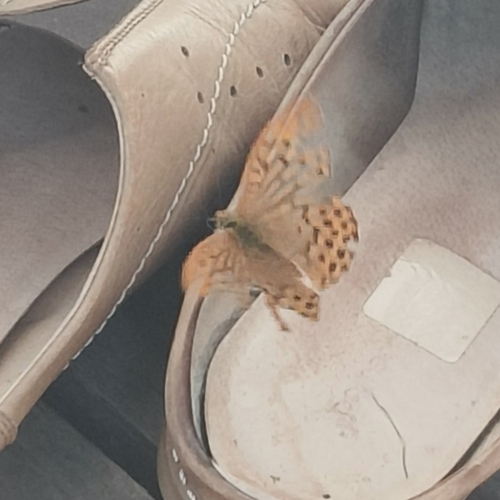 Silver-washed Fritillary