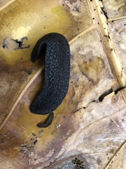 Belocaulus angustipes