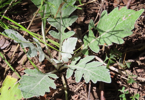 Hymenopappus artemisiifolius, 2026-07-25