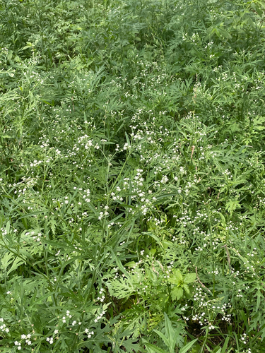 Santa Maria feverfew
