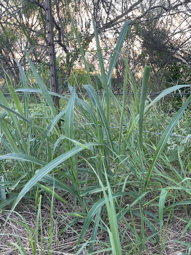 Johnson grass
