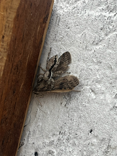 Gray Wall Jumping Spider