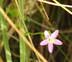 Centaurium tenuiflorum, photograph (c) saltyhiker, some rights reserved (CC BY)