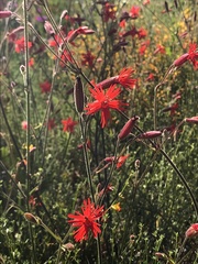 Silene laciniata laciniata