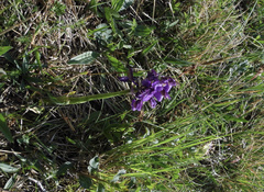 Anacamptis