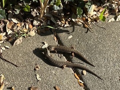 Elgaria multicarinata