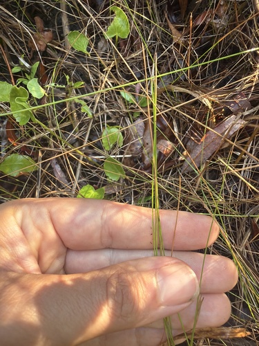 Eleocharis montevidensis observed 2026-07-29