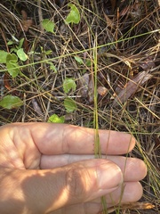 Eleocharis montevidensis