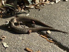 Elgaria multicarinata