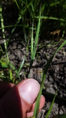 Brachypodium distachyon