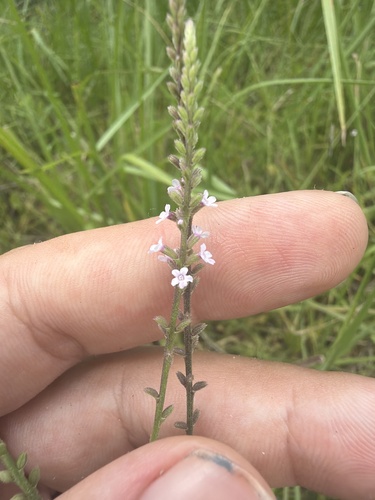 Verbena scabra