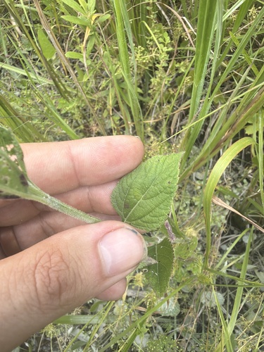 Verbena scabra, photograph 2