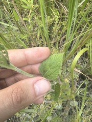 author not stated, no rights reserved Verbena scabra, photograph author not stated, no rights reserved