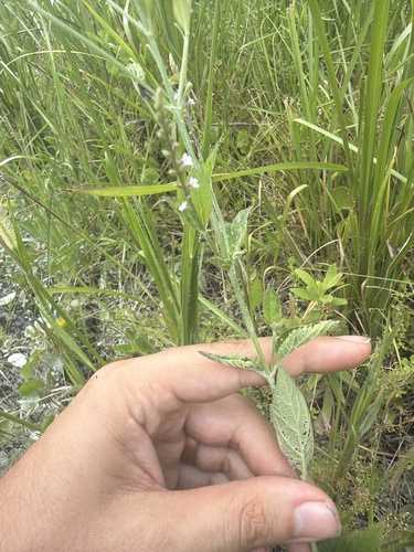 Verbena scabra, photograph 3