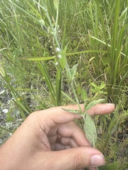 author not stated, no rights reserved Verbena scabra, photograph author not stated, no rights reserved
