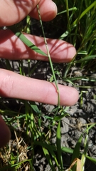 Brachypodium distachyon