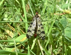 Panorpa meridionalis