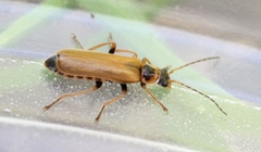 Cantharis figurata