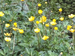 Ranunculus repens