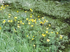 Ranunculus repens