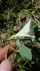 Calystegia subacaulis
