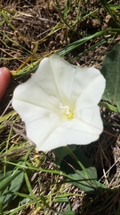 Calystegia subacaulis