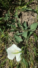 Calystegia subacaulis