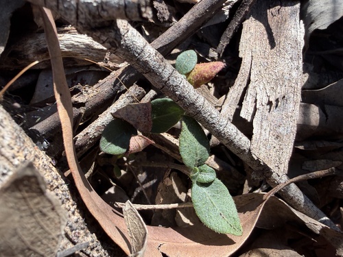 Brunoniella australis, 2026-07-29