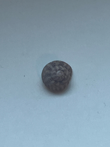 Clanculus floridus, 2026-07-30