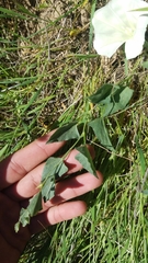 Calystegia subacaulis