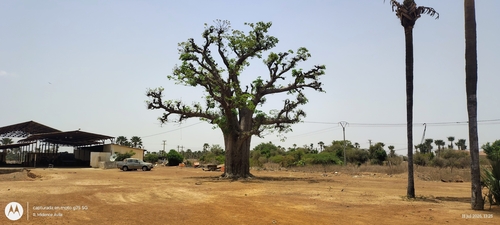 African baobab