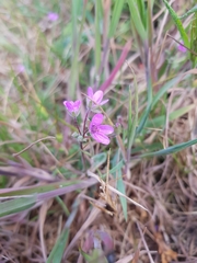Erodium cicutarium