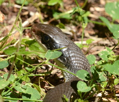 Coluber constrictor latrunculus