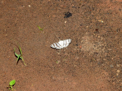 Zebra Pyrale