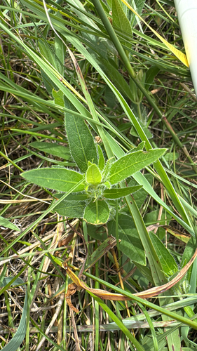 hairy ruellia