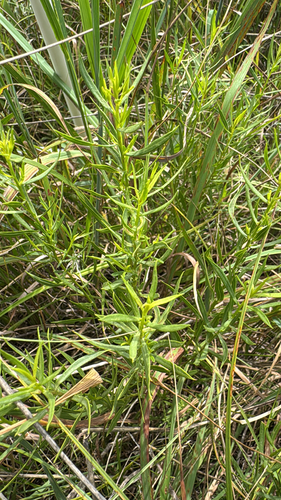 Prairie Goldenrod