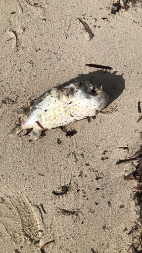 Deepwater Burrfish