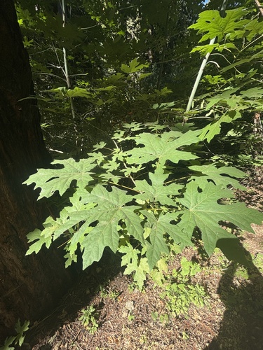 Bigleaf Maple seen in Sonoma Valley