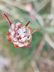 Armeria maritima