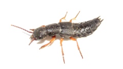 Dinothenarus badipes