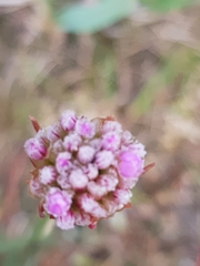 Armeria maritima