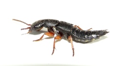 Dinothenarus badipes