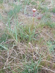 Armeria maritima